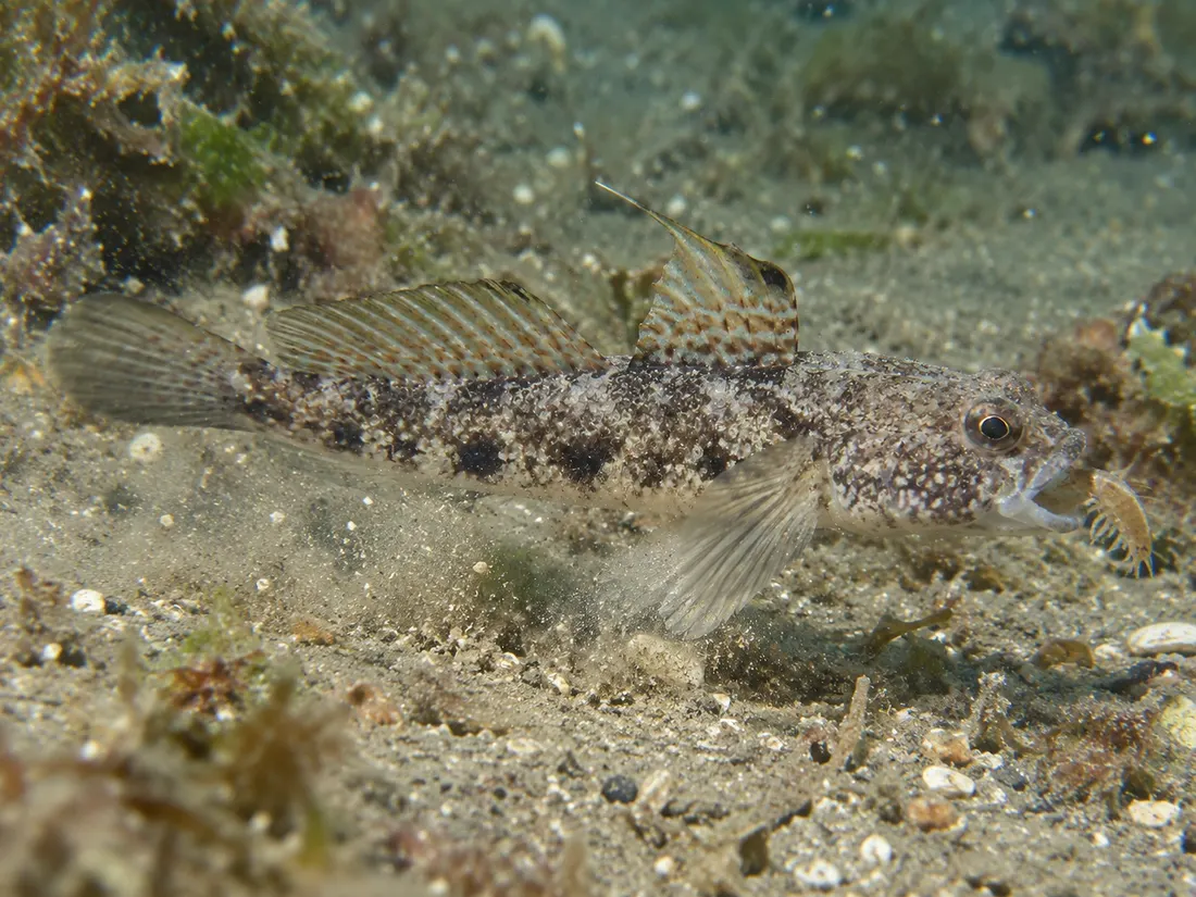 Ghiozzo nero (Gobius niger) in azione