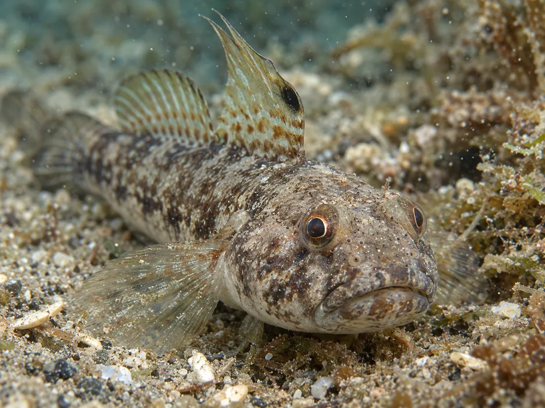 Ghiozzo nero (Gobius niger) in un dettaglio ravvicinato