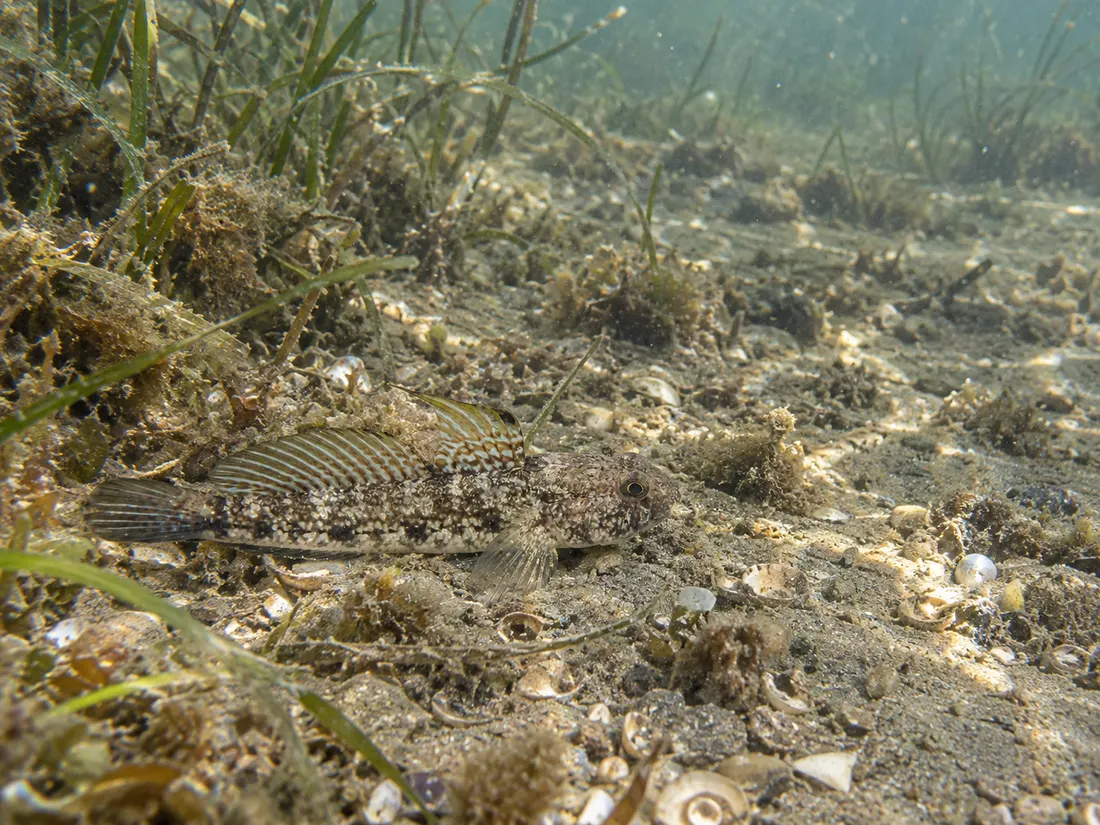 Ghiozzo nero (Gobius niger) nel suo habitat