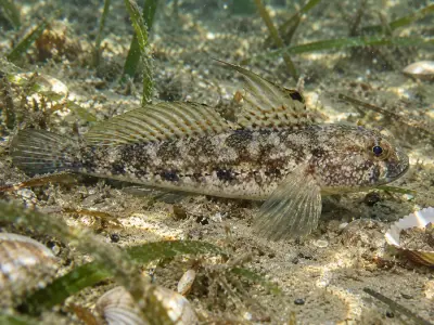 Ghiozzo nero