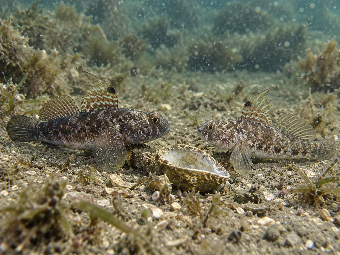 Ghiozzo nero (Gobius niger) in gruppo