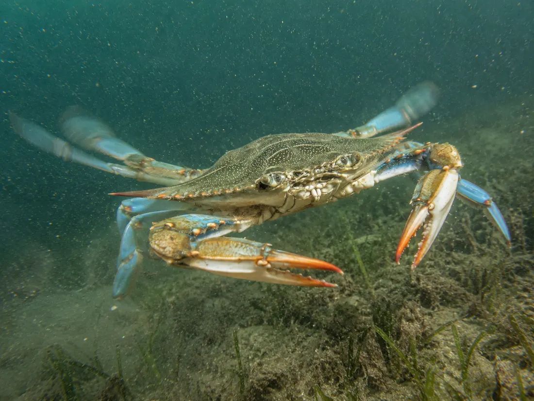 Granchio blu (Callinectes sapidus) in azione