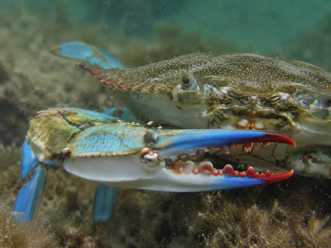 Granchio blu (Callinectes sapidus) in un dettaglio ravvicinato