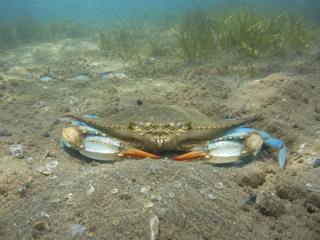 Granchio blu (Callinectes sapidus) nel suo habitat
