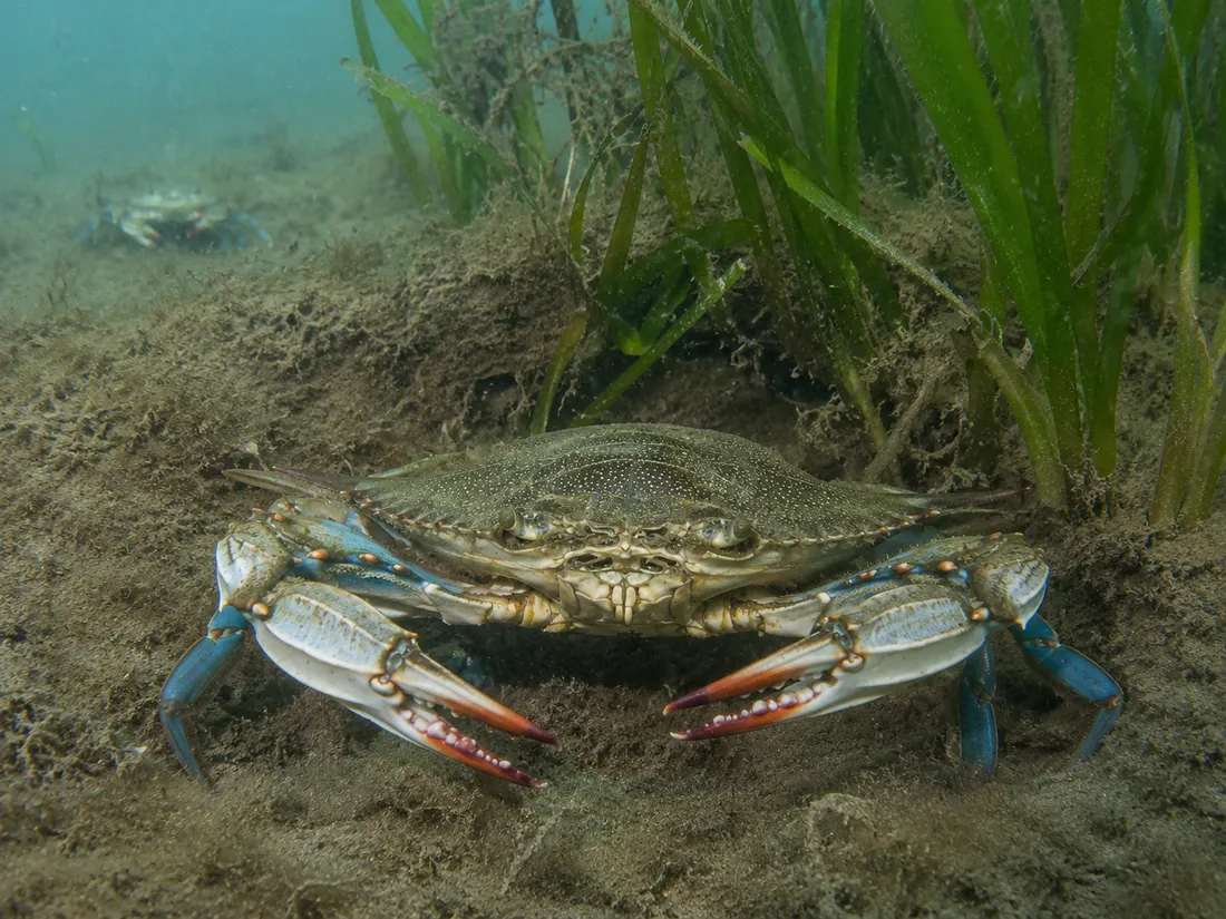 Granchio blu (Callinectes sapidus) in gruppo
