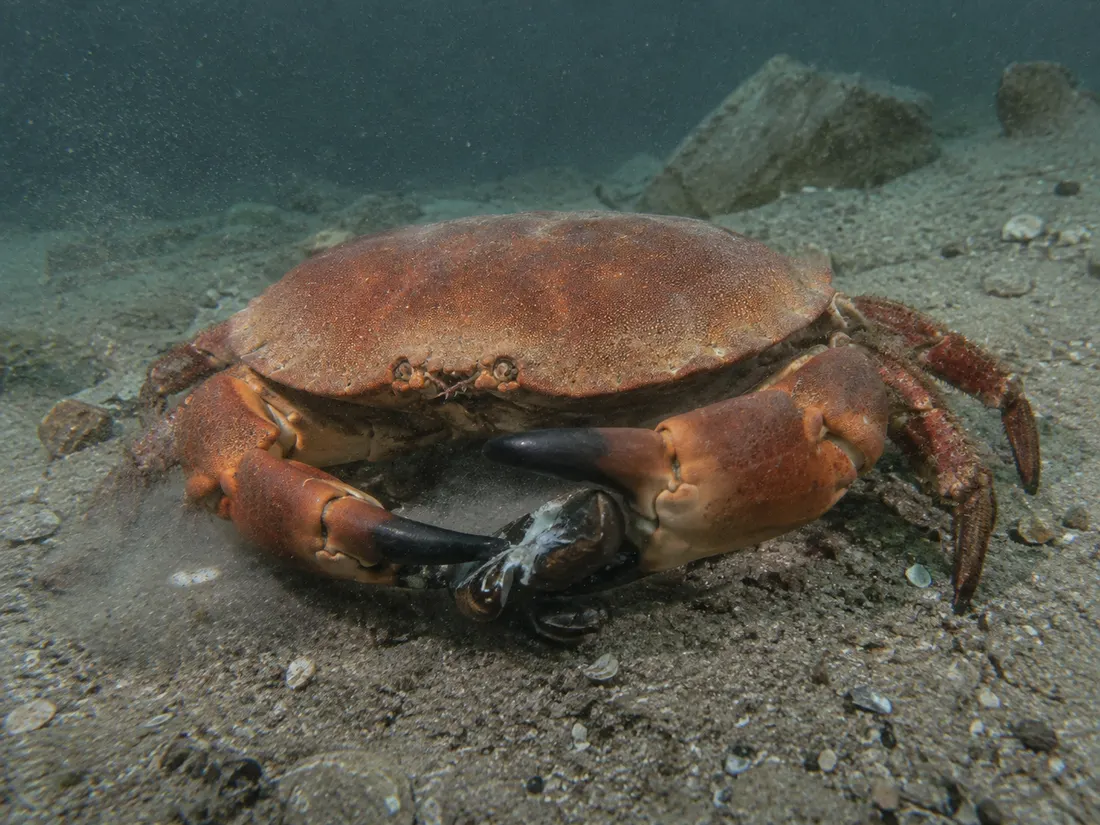 Granciporro (Cancer pagurus) in azione