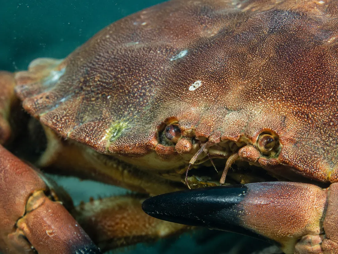 Granciporro (Cancer pagurus) in un dettaglio ravvicinato