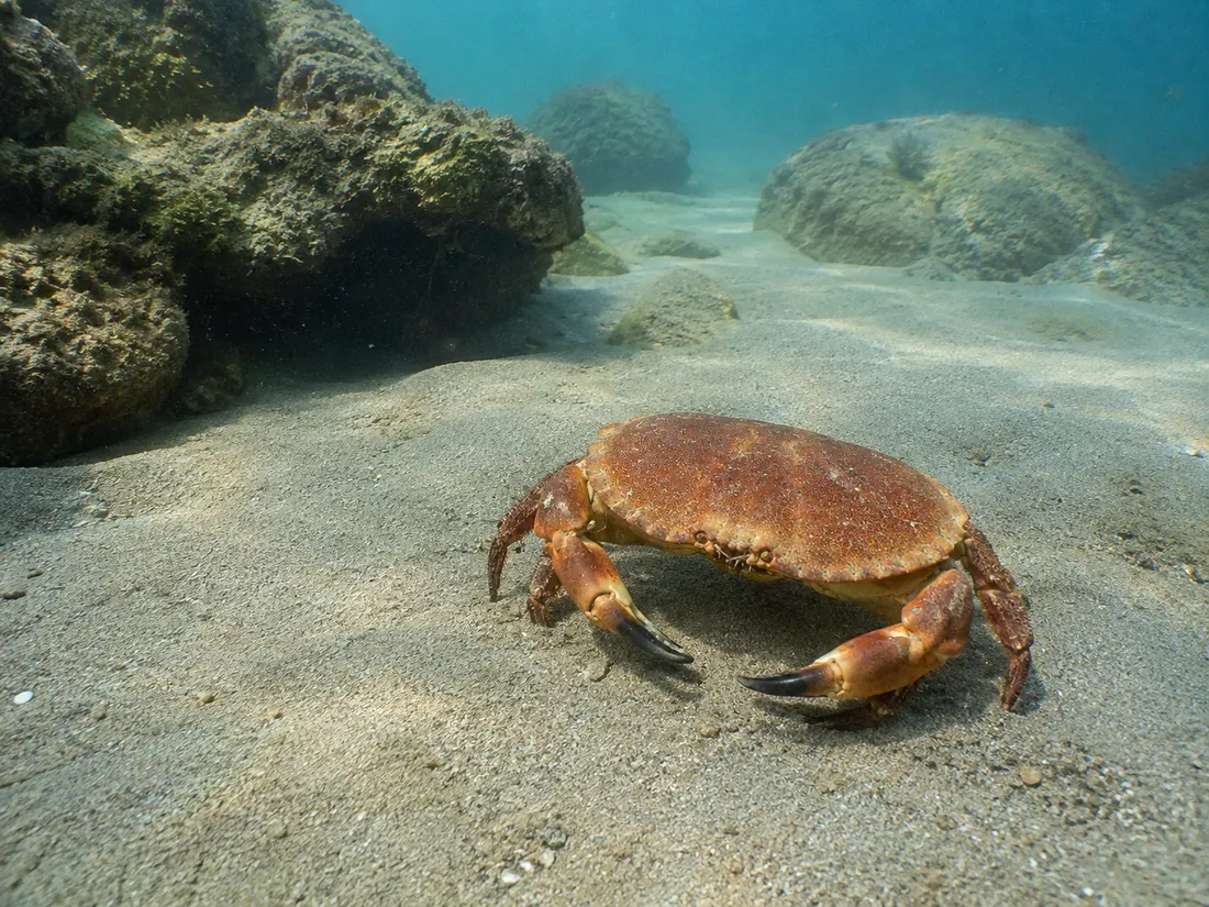Granciporro (Cancer pagurus) nel suo habitat