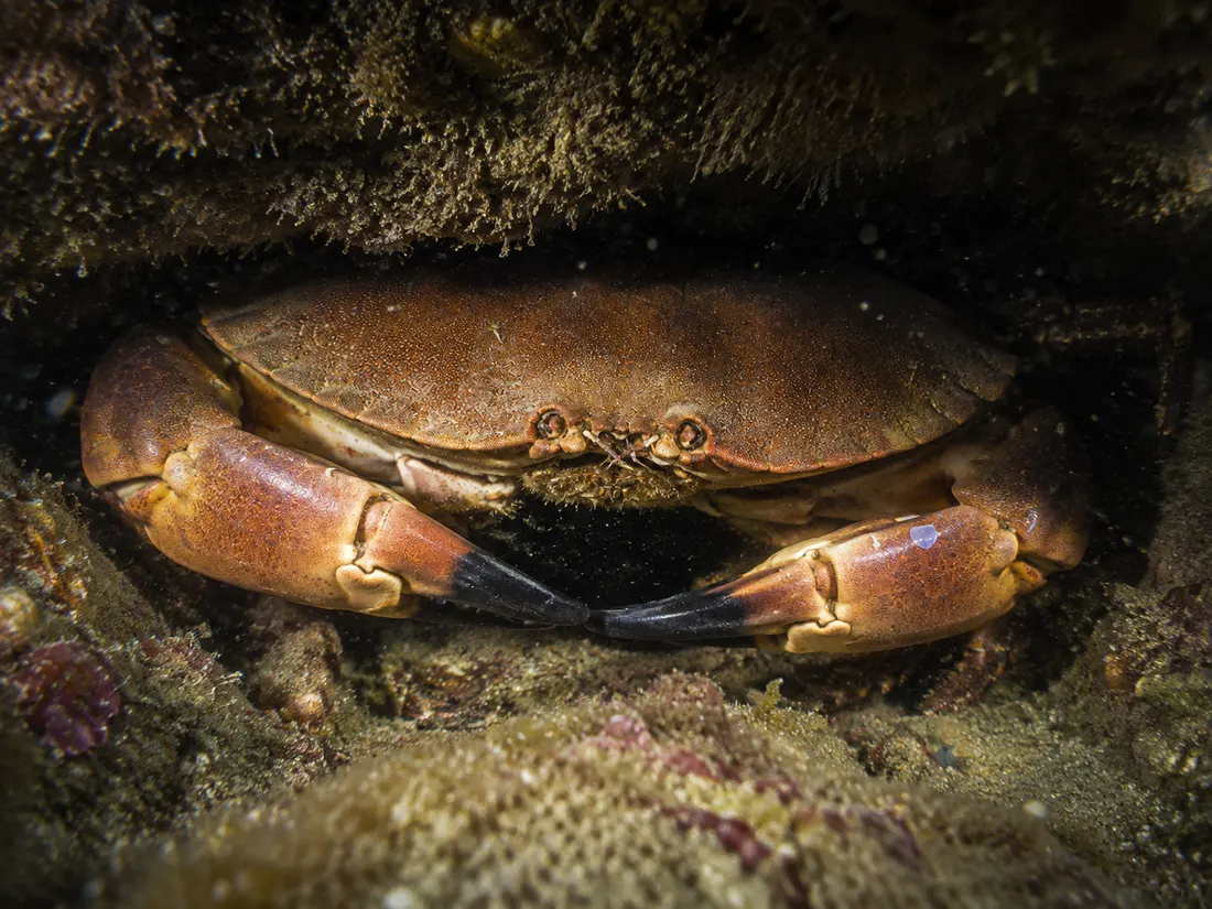 Granciporro (Cancer pagurus) in gruppo