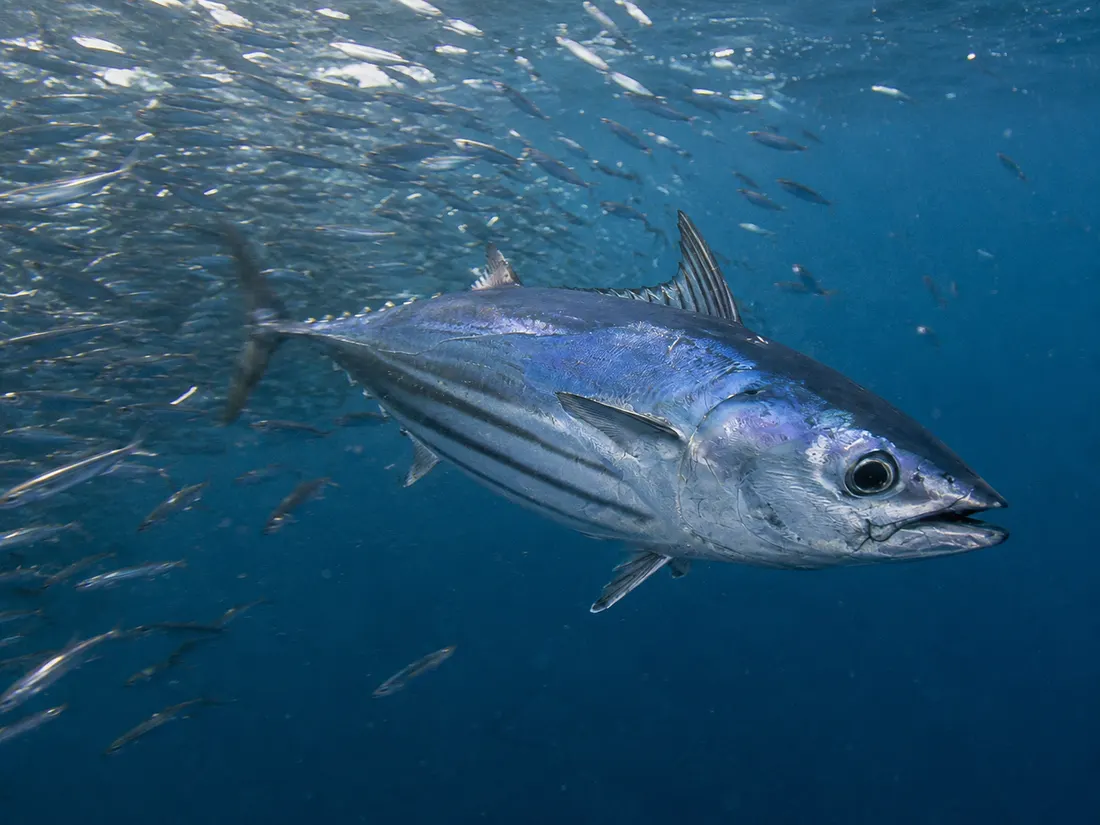 Tonnetto striato (Katsuwonus pelamis) in azione