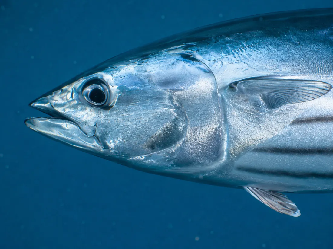 Tonnetto striato (Katsuwonus pelamis) in un dettaglio ravvicinato