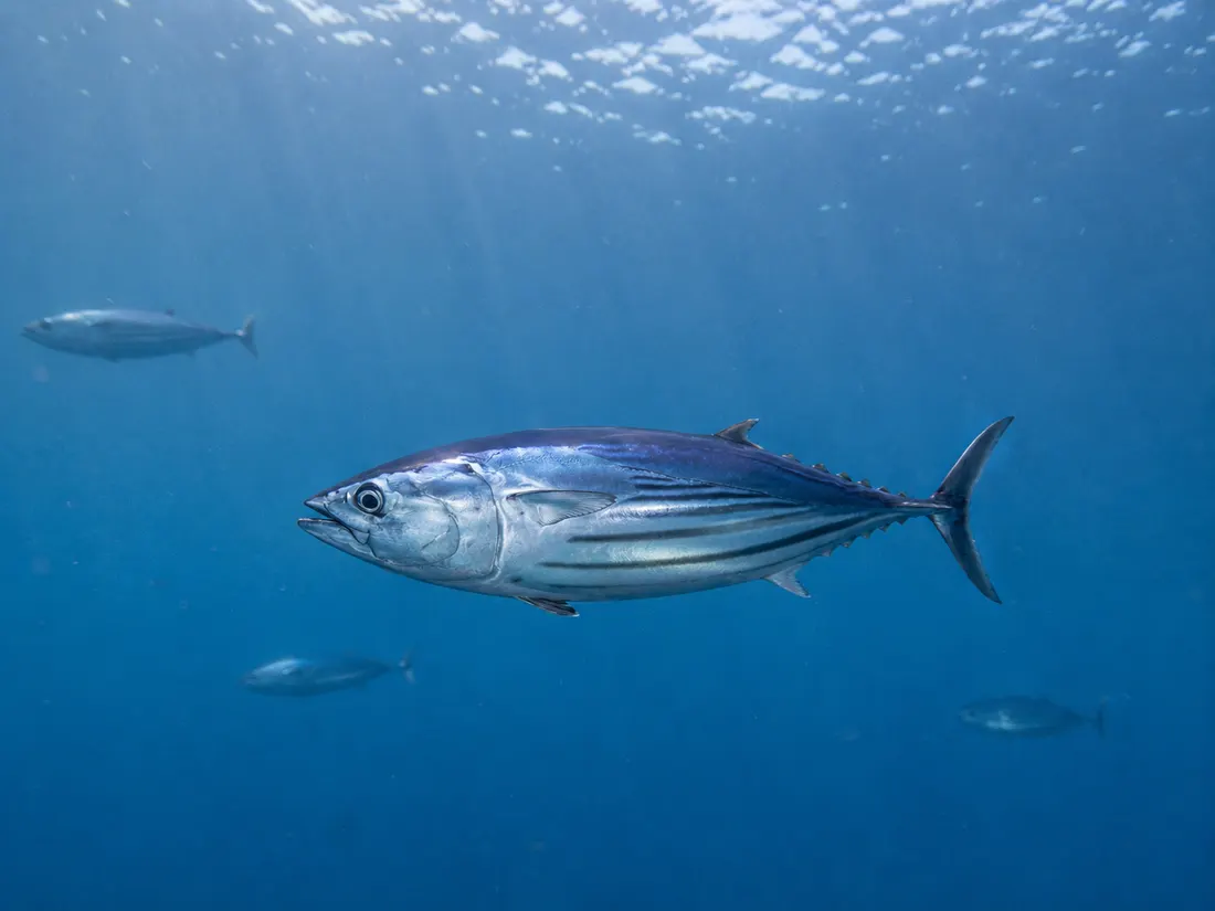 Tonnetto striato (Katsuwonus pelamis) nel suo habitat