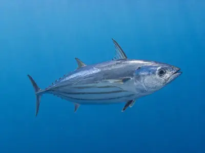 Tonnetto striato