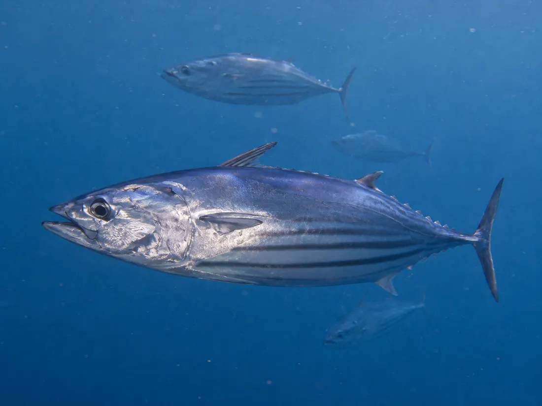 Tonnetto striato (Katsuwonus pelamis) in gruppo