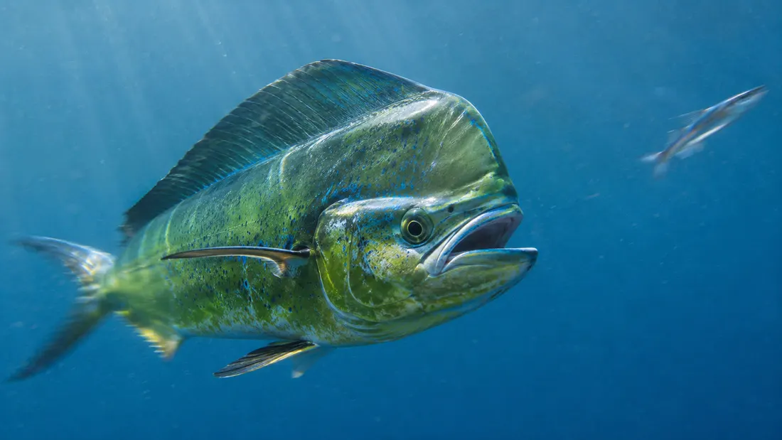 Lampuga (Coryphaena hippurus) in azione