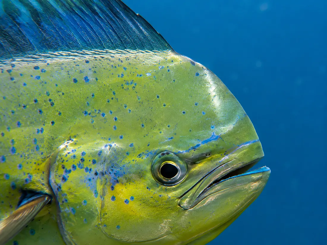 Lampuga (Coryphaena hippurus) in un dettaglio ravvicinato