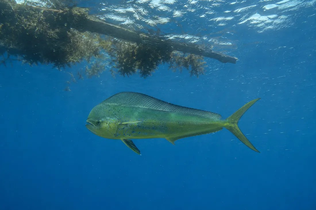 Lampuga (Coryphaena hippurus) nel suo habitat