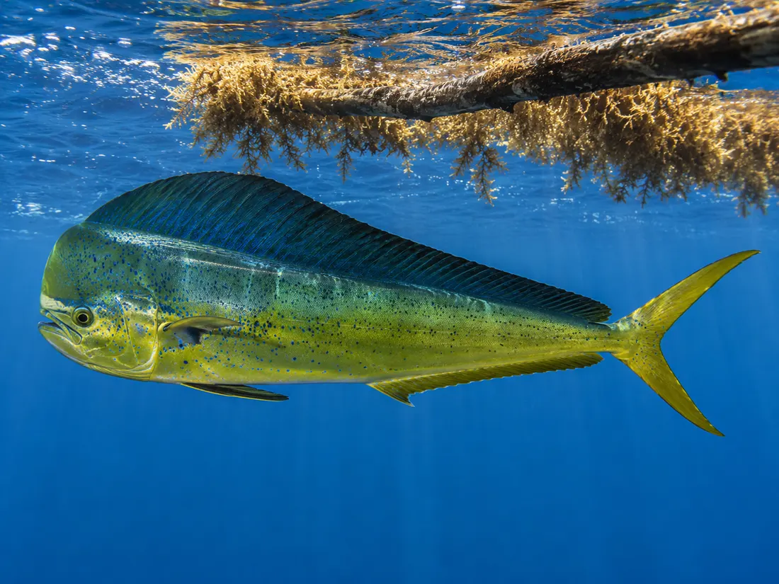 Lampuga (Coryphaena hippurus): esemplare fotografato