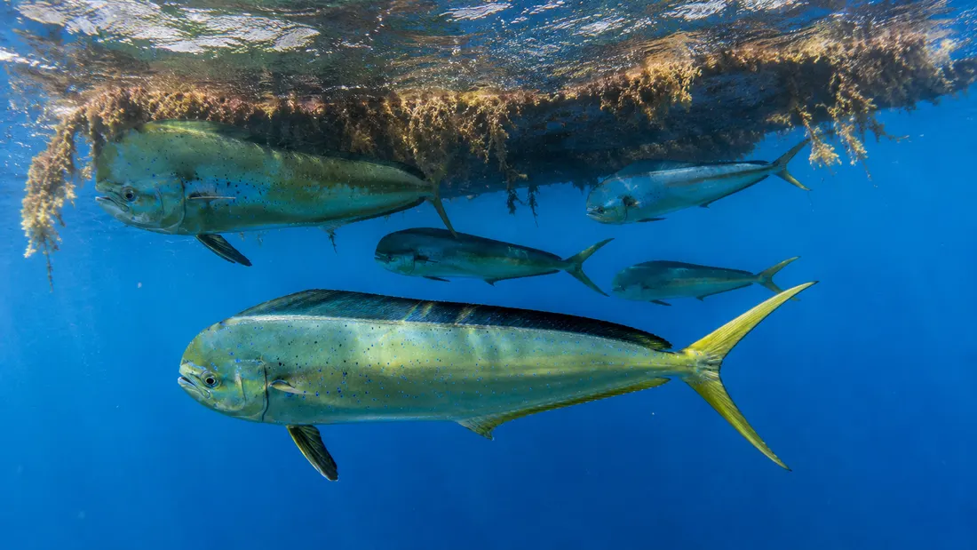 Lampuga (Coryphaena hippurus) in gruppo