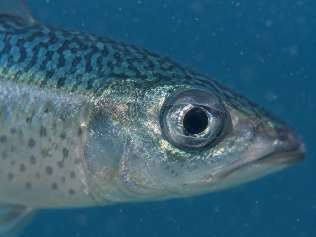 Lanzardo (Scomber colias) in un dettaglio ravvicinato