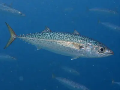 Lanzardo