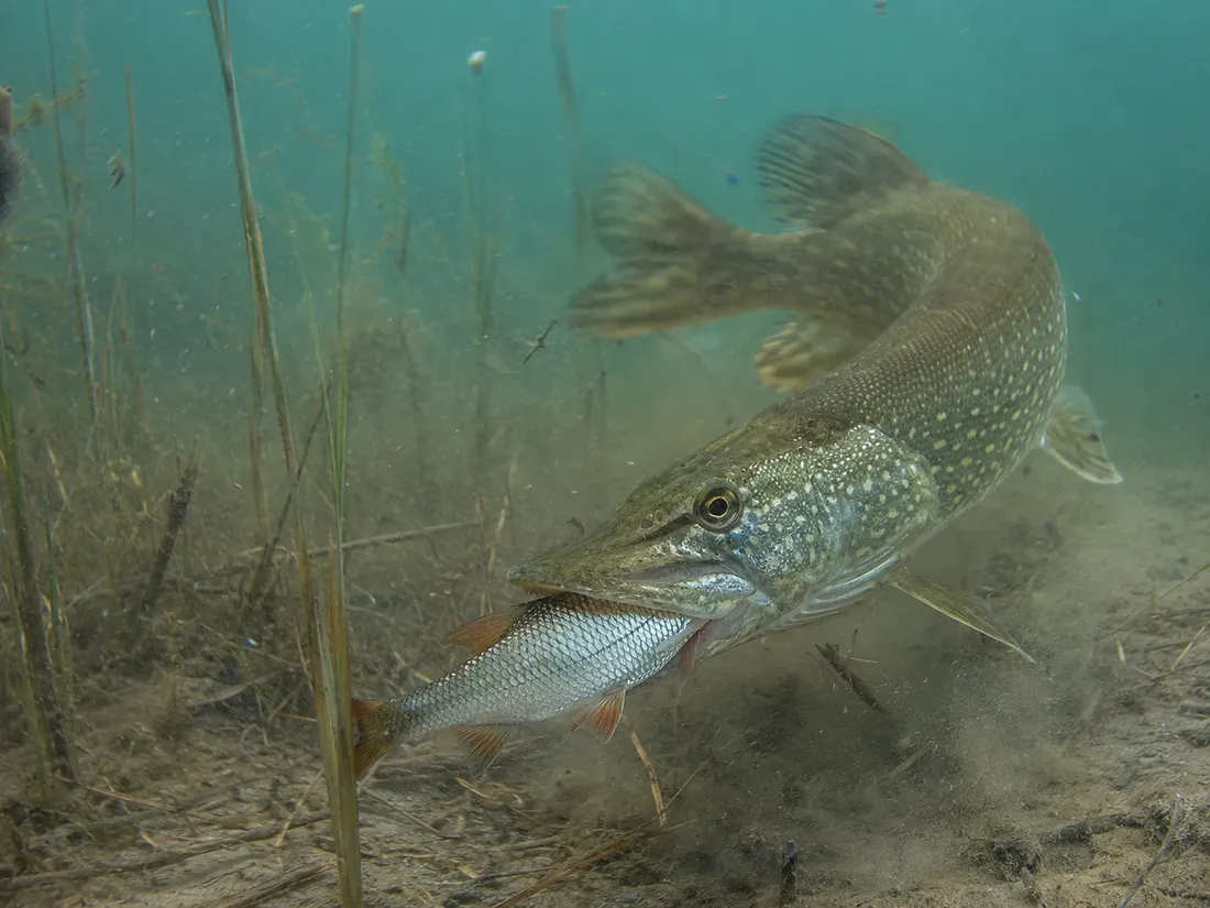 Luccio europeo (Esox lucius) in azione