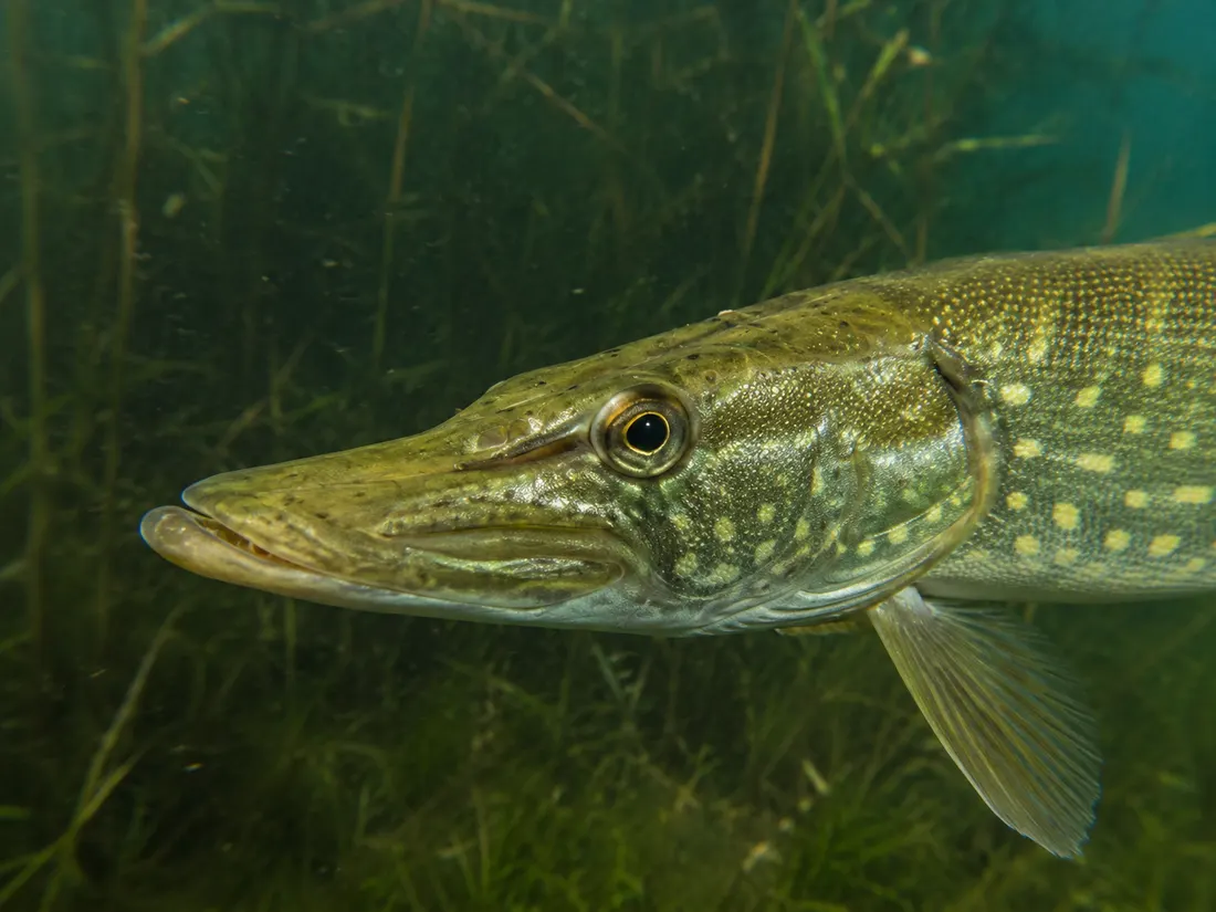 Luccio europeo (Esox lucius) in un dettaglio ravvicinato