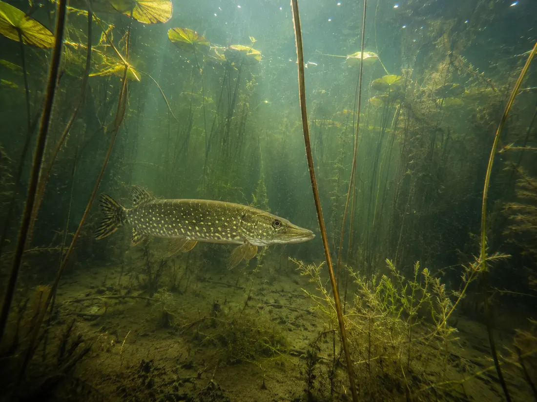 Luccio europeo (Esox lucius) nel suo habitat