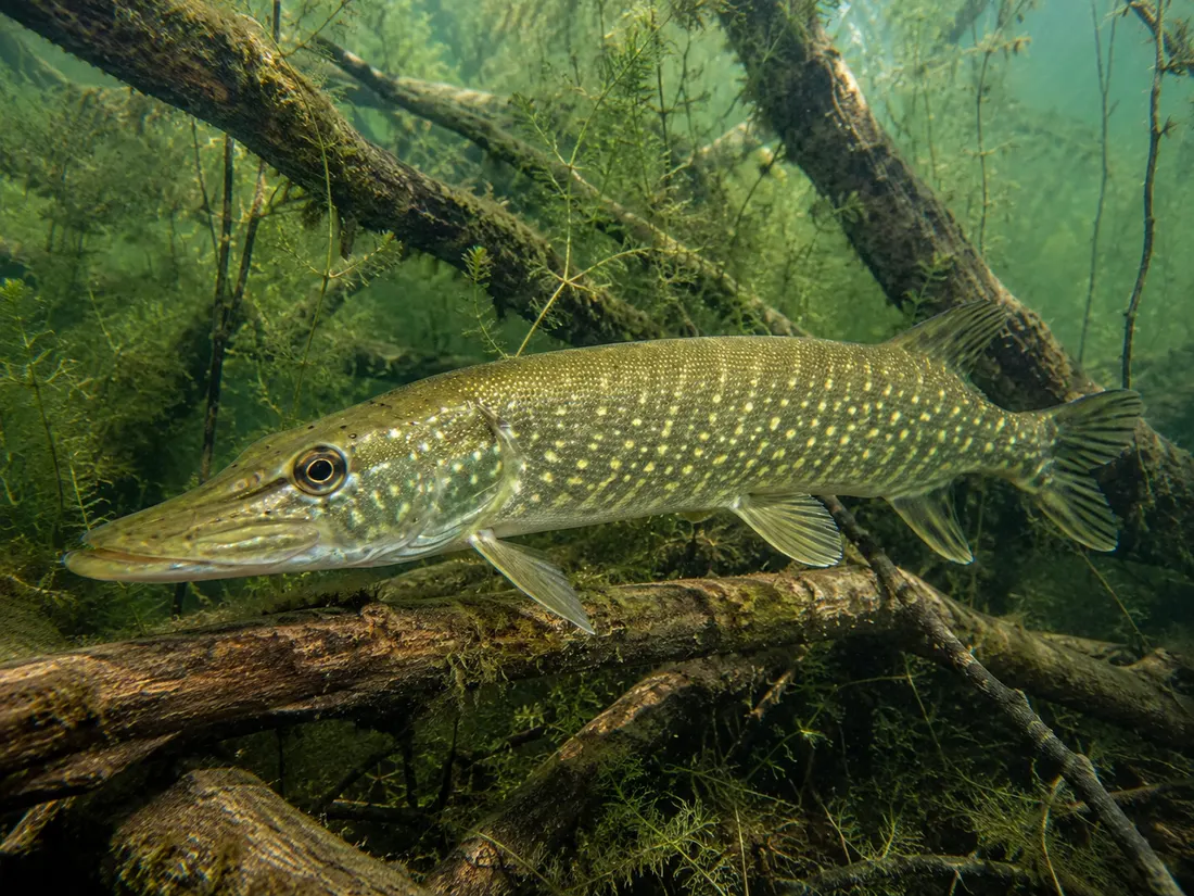 Luccio europeo (Esox lucius) in gruppo