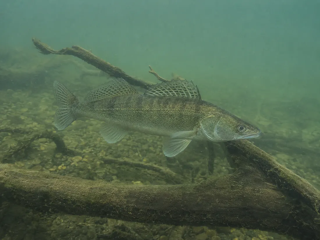 Lucioperca (Sander lucioperca) nel suo habitat