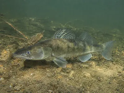 Lucioperca