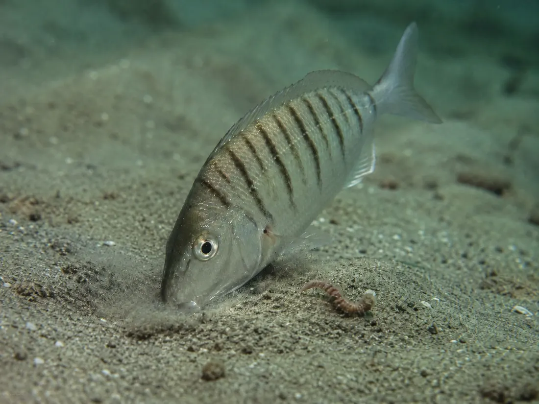 Mormora (Lithognathus mormyrus) in azione