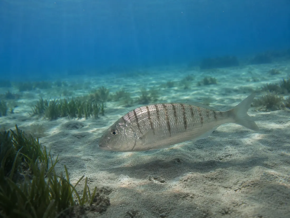 Mormora (Lithognathus mormyrus) nel suo habitat