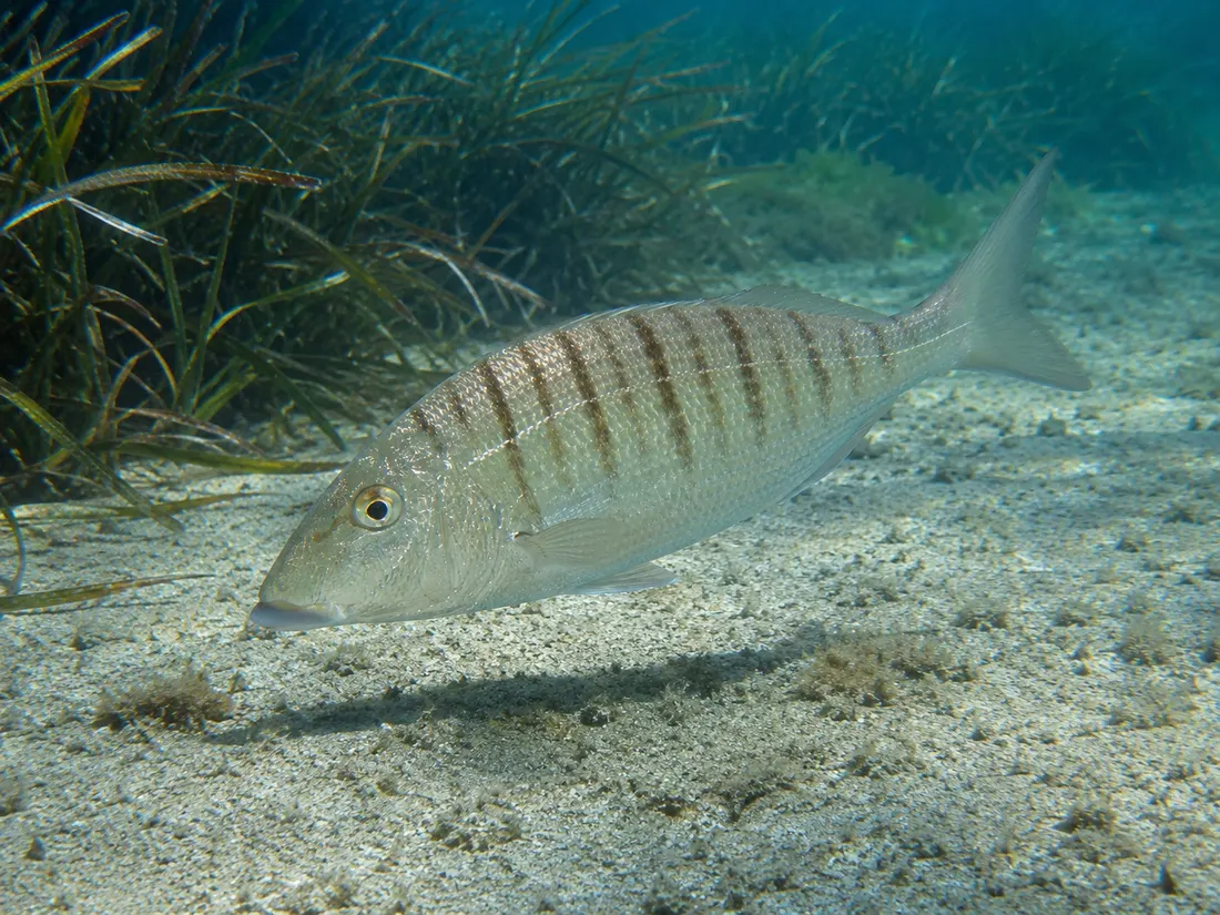 Mormora (Lithognathus mormyrus): esemplare fotografato