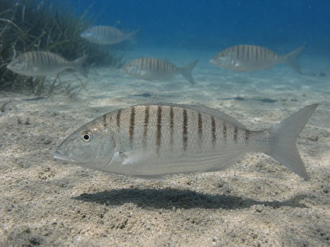 Mormora (Lithognathus mormyrus) in gruppo