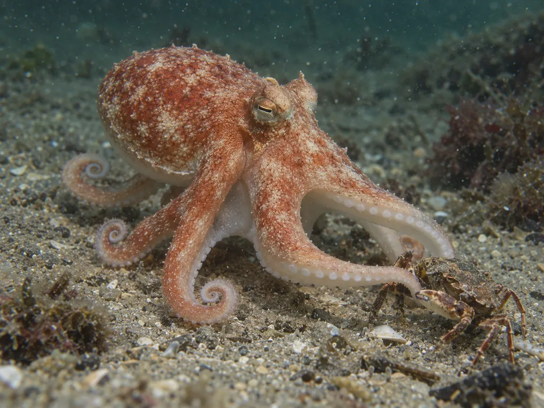 Moscardino bianco (Eledone cirrhosa) in azione