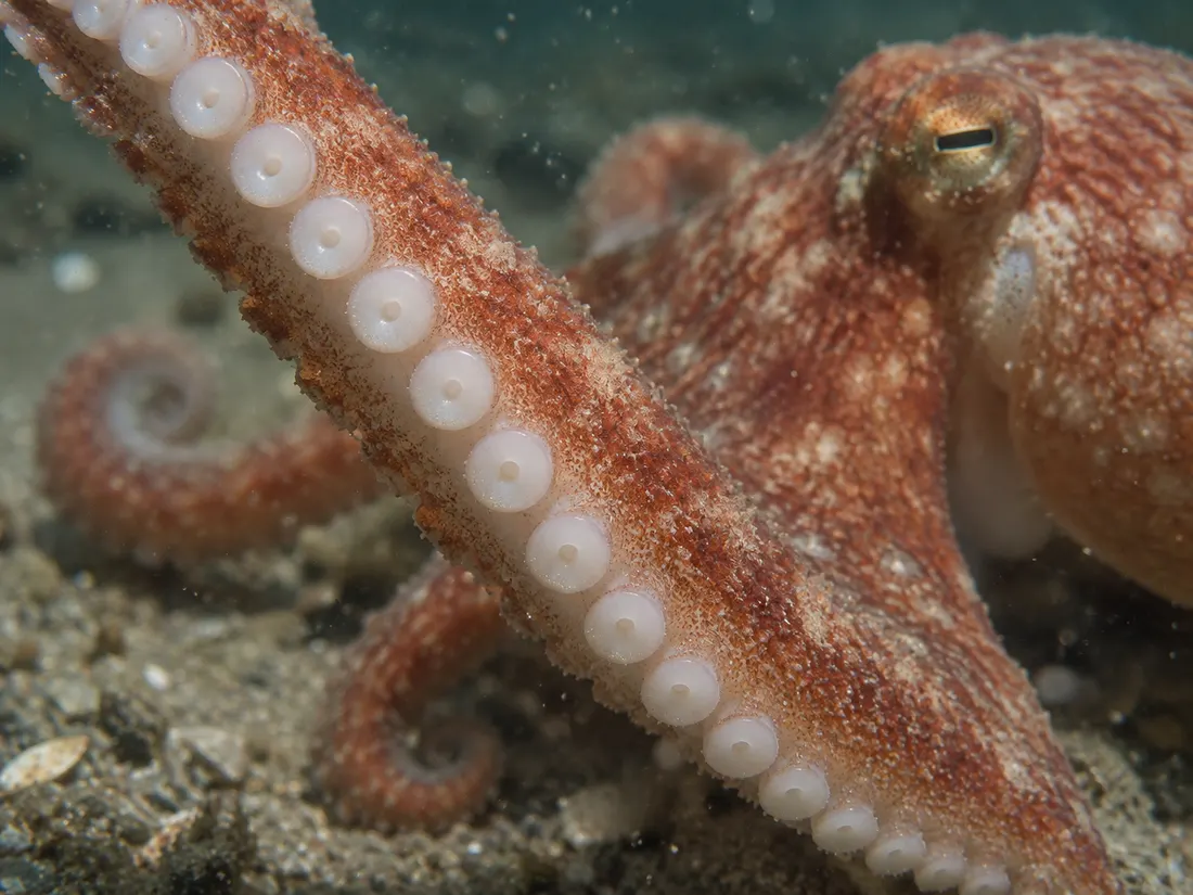 Moscardino bianco (Eledone cirrhosa) in un dettaglio ravvicinato