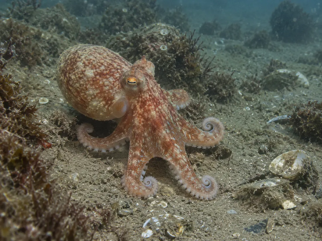 Moscardino bianco (Eledone cirrhosa) nel suo habitat