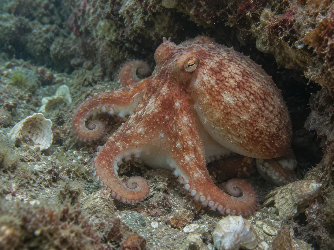 Moscardino bianco (Eledone cirrhosa) in gruppo