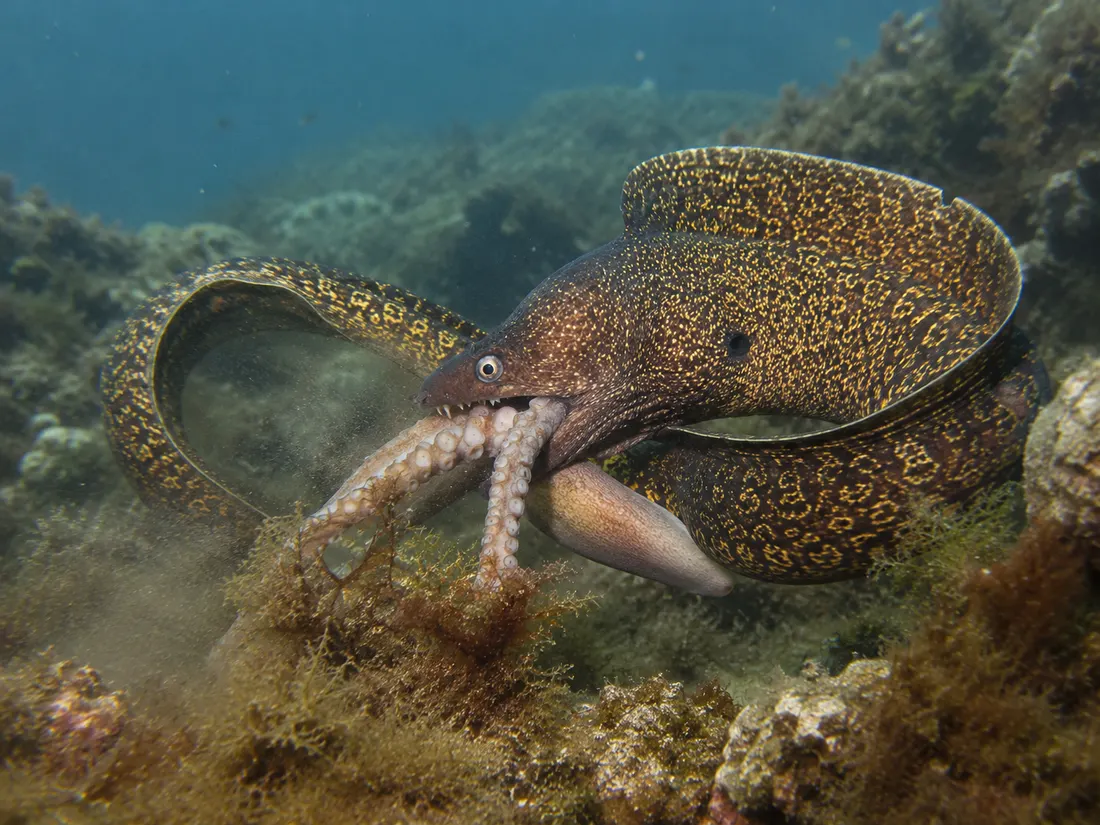 Murena (Muraena helena) in azione