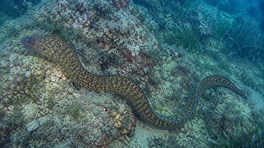 Murena (Muraena helena) nel suo habitat