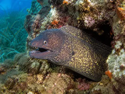 Murena