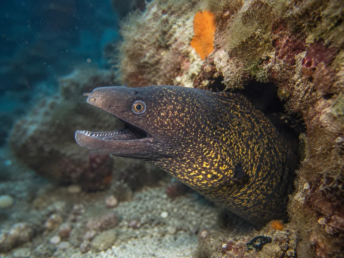 Murena (Muraena helena) in gruppo