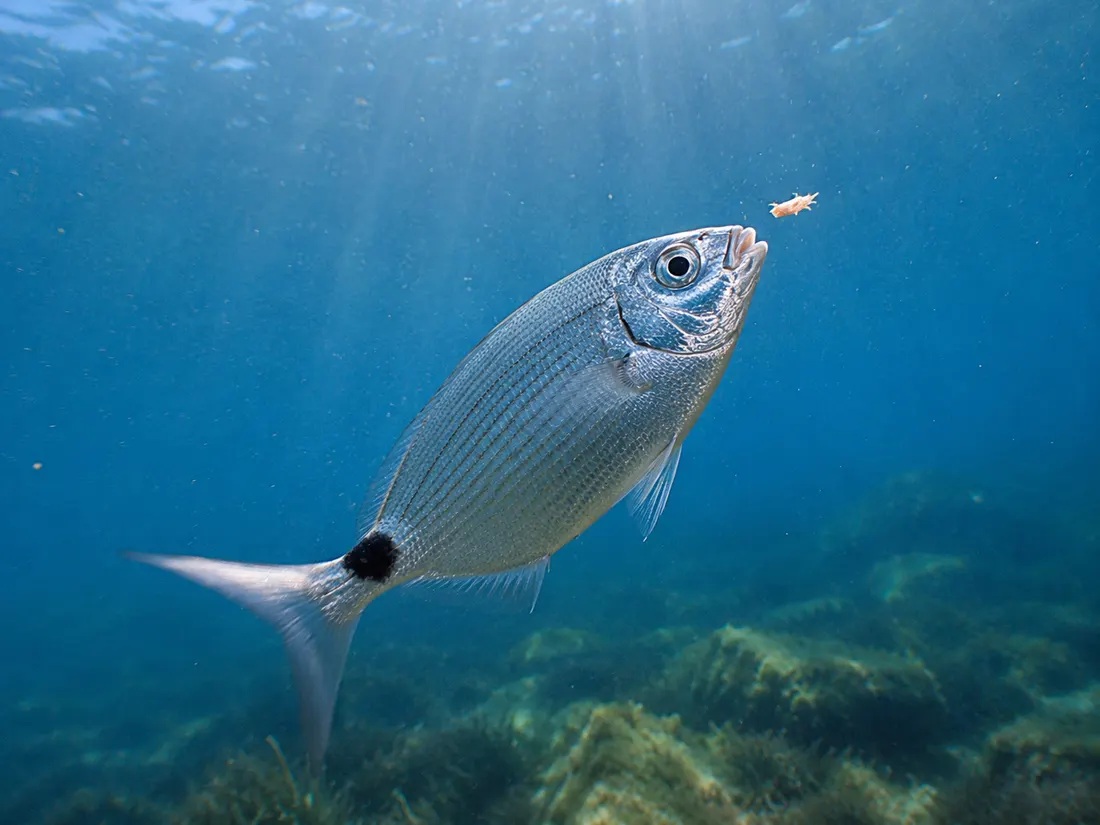 Occhiata (Oblada melanurus) in azione