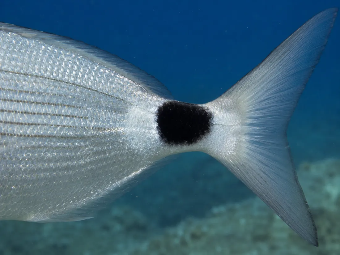 Occhiata (Oblada melanurus) in un dettaglio ravvicinato