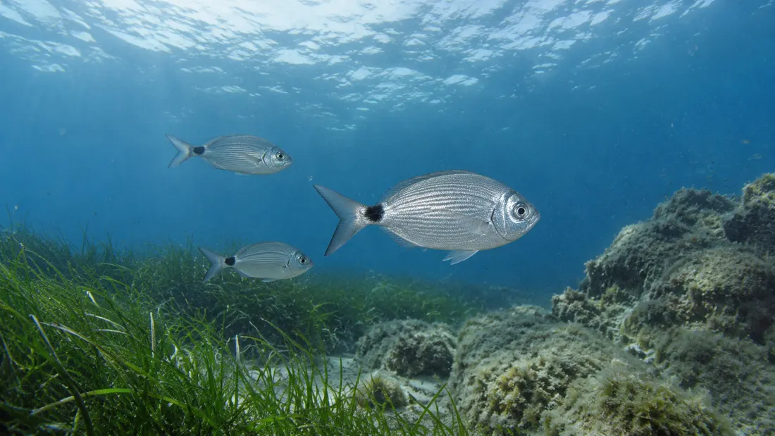Occhiata (Oblada melanurus) nel suo habitat