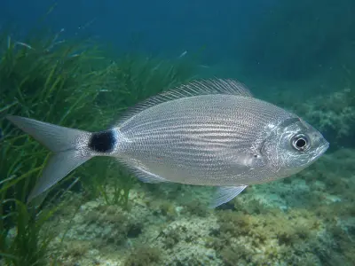 Occhiata
