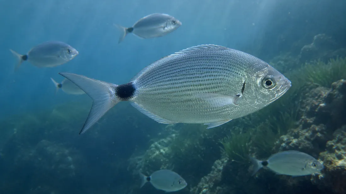 Occhiata (Oblada melanurus) in gruppo