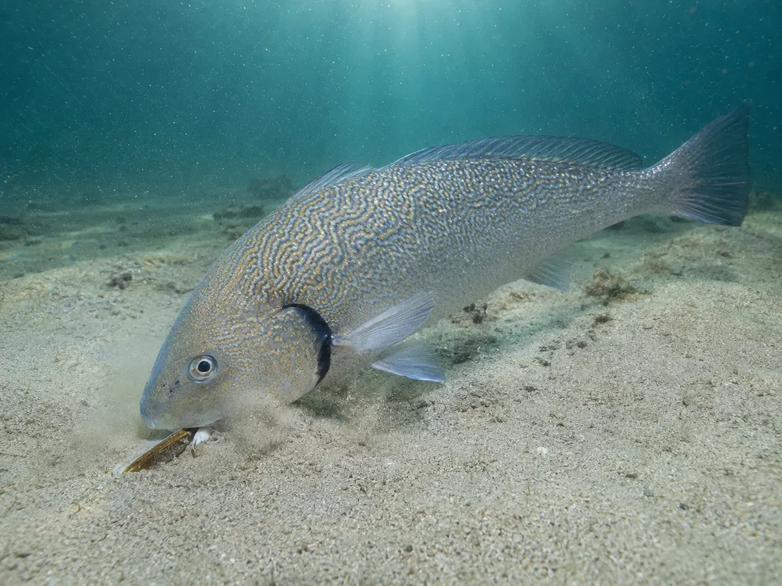 Ombrina (Umbrina cirrosa) in azione