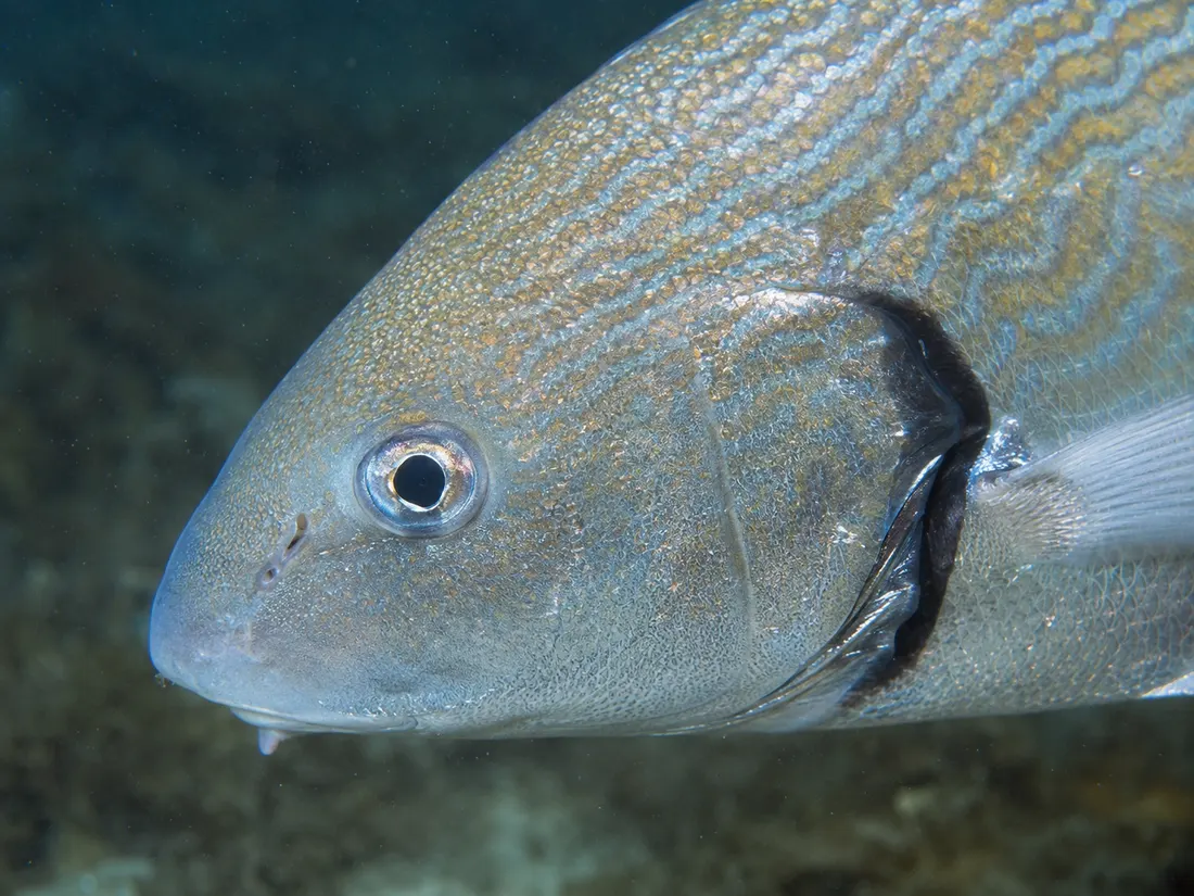 Ombrina (Umbrina cirrosa) in un dettaglio ravvicinato